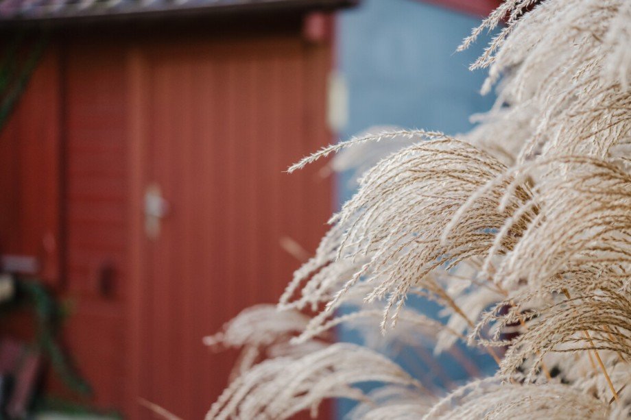 Gr�ser im Detail Einfamilienhaus Biesenthal