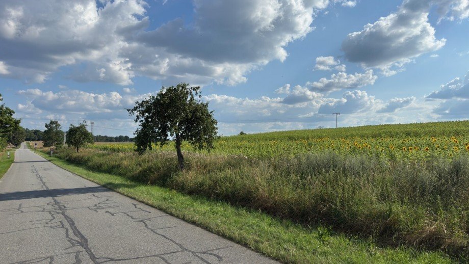 Sonnenblumen Wohngrundst�ck Mierendorf