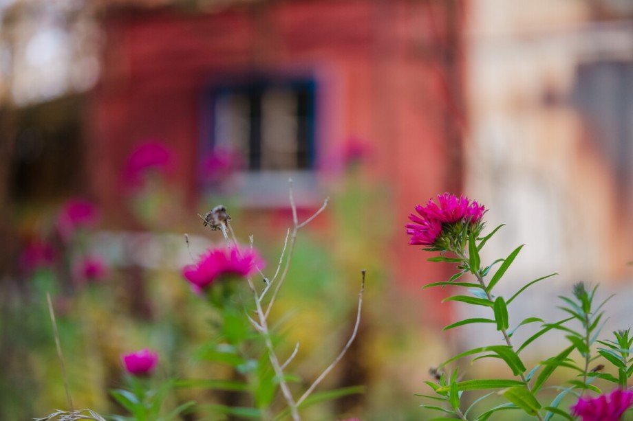 Bl�mchen Detail Einfamilienhaus Biesenthal