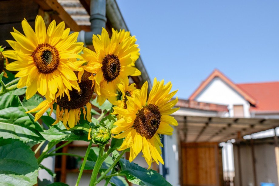 Sonnenblume Zweifamilienhaus Finowfurt