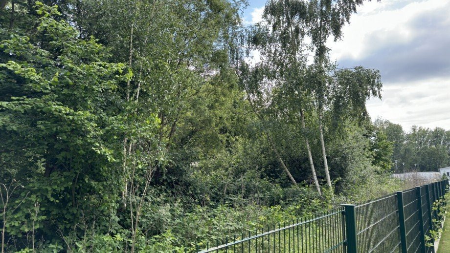Baumwuchs Wohngrundst�ck Bernau bei Berlin