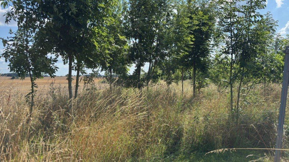 Grundst�ck 3 Wohngrundst�ck Mierendorf