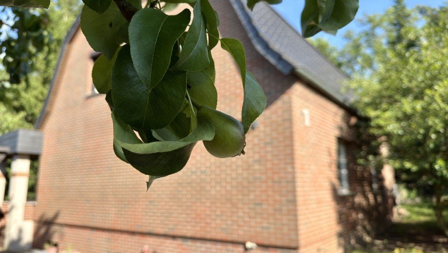 Haus Eingangsseite mit Birnenbaum Einfamilienhaus Bad Freienwalde / Neuenhagen