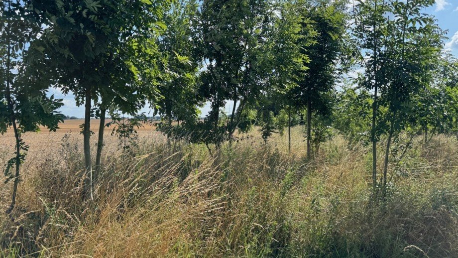 Grundst�ck 2 Wohngrundst�ck Mierendorf